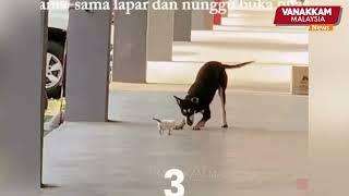 Viral stray dog ‘Kopi’ that won hearts for playing with kitten shot dead; Netizens outraged