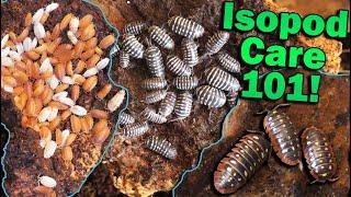 How to Care for Isopods!