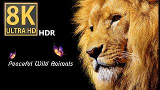8K UHD Harmonious Wild Animals- Fall Sleep Relaxing Calming Music of Mother Nature - 8K 4K Dolby HDR