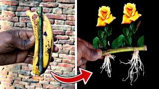 How to grow rose from banana 