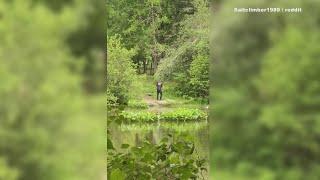 Investigation underway after video shows man abusing turtles at Portland cemetery, officials say