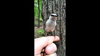 Поползень спел песню негодования / The nuthatch sang a song of indignation