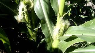 How to identify male and female corn blossoms