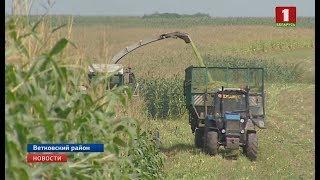 В Беларуси началась уборка кукурузы