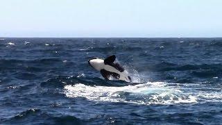 Breaching Orcas / Killer Whales #Monterey #VisitCa