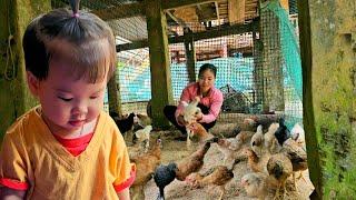 Single mother: Sam raises chickens to continue improving her life | Ly Tieu Sam