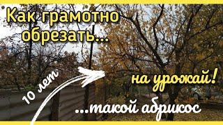 Обрезка АБРИКОСА 10 лет НА УРОЖАЙ!Как обрезать абрикос НА ПЛОДОНОШЕНИЕ грамотно?