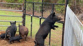 Removing 28 Wild Hogs From Highly Managed Deer Hunting Property!!