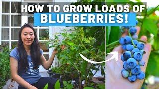 How to grow blueberries the easy way! PH testing, soil, repotting, our fav varieties to grow