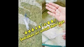 养水养斗鱼（打架鱼） l Sediakan air sebelum diguna