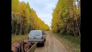 Осенний металлокоп. Продолжаю обследовать старые делянки в поисках стоянок техники.