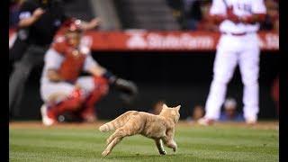 MLB: Animal Interference