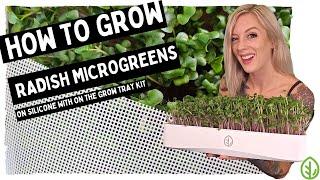 How to Grow Radish Microgreens at Home Without Soil | Easy Silicone & 7x14 Tray Kit Method