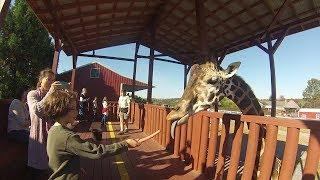 What a tongue! - Hand-feeding a giraffe - Brights Zoo - Limestone Tn