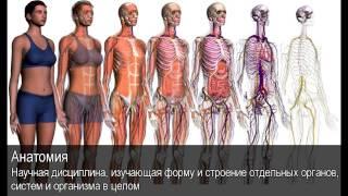 Анатомия. Толковый Видеословарь русского языка