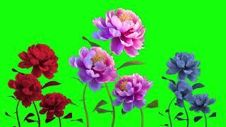 Flower growing green screen video 4k