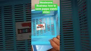 #bettle #larva #mealworms #businessideas   how to save puppa mealworms available for business