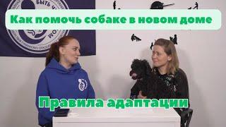 Как социализировать собаку | Если взял собаку из приюта | Как воспитать собаку из приюта