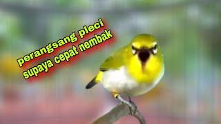 Pleci Ngalas Memancing Bunyi || Pleci Gacor Ngalas Cocok Untuk Perangsang Pleci Bahan Cepat Nembak