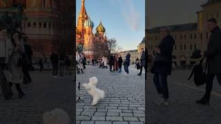 Dog Bella dance at Red Square in Moscow Russia. Собака Бэлла танцует на красной площади в Москве.