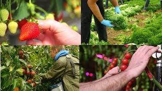 C.S.P.A. - Seasonal Agricultural Workers Scheme UK