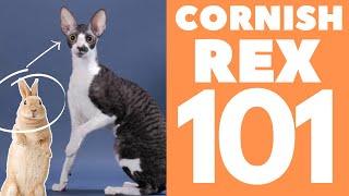 Cornish Rex Cat 101 : Breed & Personality