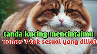 tanda kucing mencintaimu ‼️nomor 7 bikin kita bingung !! benarkah