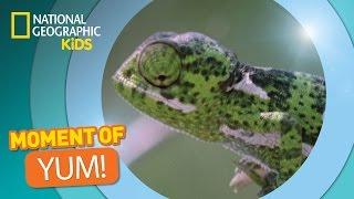 Chameleons Snatch Bugs | The Secret Life of Animals