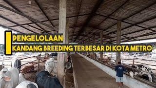 PENGELOLAAN KANDANG BREEDING SAPI TERBESAR DI KOTA METRO LAMPUNG