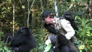 Extraordinary Gorilla Encounter Explained