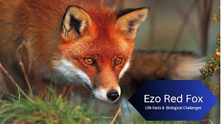 Why Is the Ezo Red Fox So Popular? | Biological Challenges