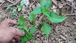 buka lahan untuk tanam cabe rawit tanpa olah tanah