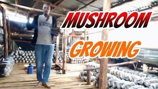 How you Can Use Small Spaces With Mushroom Cultivation