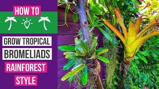 How to grow Bromeliads tropical rainforest style.