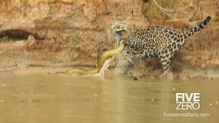 Jaguar vs Anaconda in Brazil