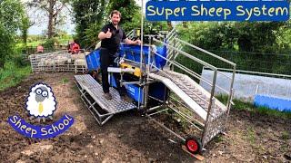Sheep Farmer Uses Amazing Handling System For The First Time | Could It Be The Best Ever Made?
