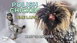 Chick to Adult / Silver Laced Polish Rooster / Growth Transformation