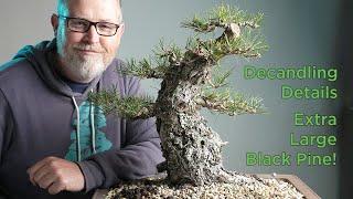 Bonsaify | Decandling a Large Field Grown Black Pine Bonsai