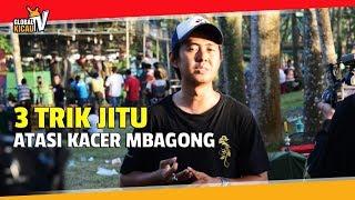 Global Kicau : 3 Trik Jitu Rawat Kacer PANDAWA Anti Mbagong Bisa STABIL JUARA