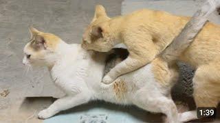 CATS MATING CLOSELY RECORD UNSUCCESSFULLY Tapdasan Vlogs