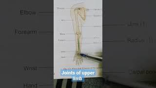 Joints of upper limb