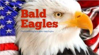 Bald Eagles For Kids