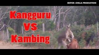 Seruu..!! Perkelahian Antara Banci Kambing VS Banci Kangguru (Fighting)