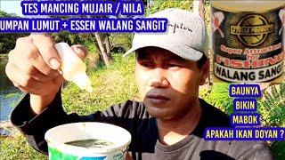 TES UMPAN LUMUT CAMPUR ESSEN WALANG SANGIT // MANCING MUJAIR NILA