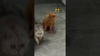 Подстава  #neiroztv #cat #приколы2024 #funny #shortsvideo #смешныеживотные #catlover #cute #animals