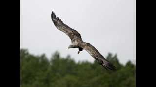 Seeadler erleben mit Fred Bollmann