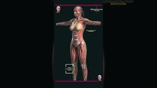 Super body | Anatomy of the female body. 