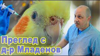 !!Преглед на Корела с Д-р Младенов / Гъбична инфекция-кандида/Cockatiel examination with avian-vet.