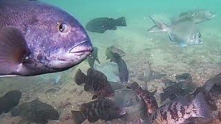 Incredible Underwater Drone Video - Fish Attacking Jigs!