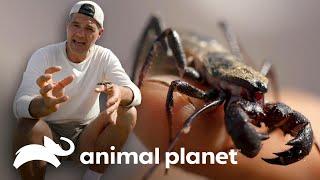 Três animais especialmente exóticos do mundo | Wild Frank | Animal Planet Brasil